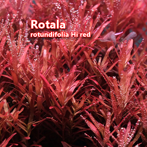 Rotala rotundifolia Hi red